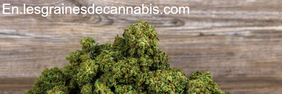 en.lesgrainesdecannabis.com